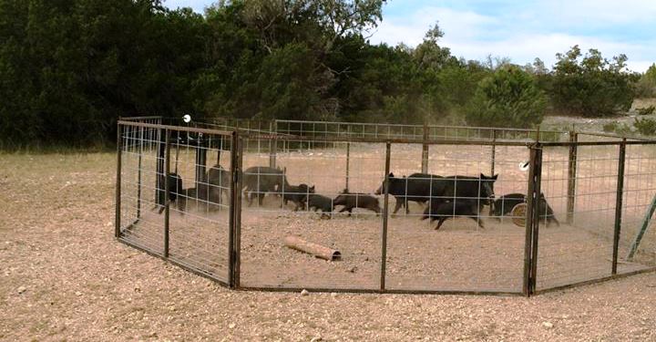 Modular Corral Trap - Texas Hog Traps